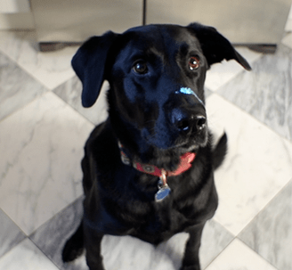Labrador Joanna with paint on her nose